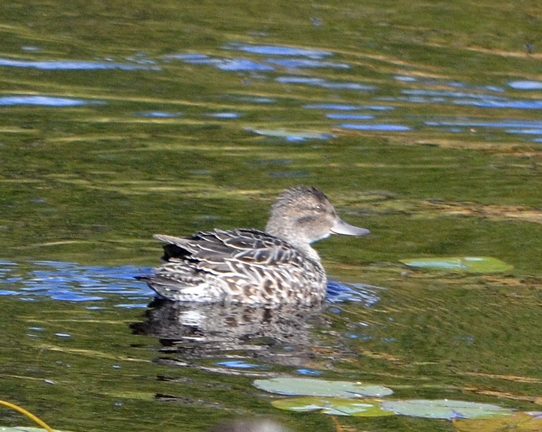 Green-winged Teal - ML119421551