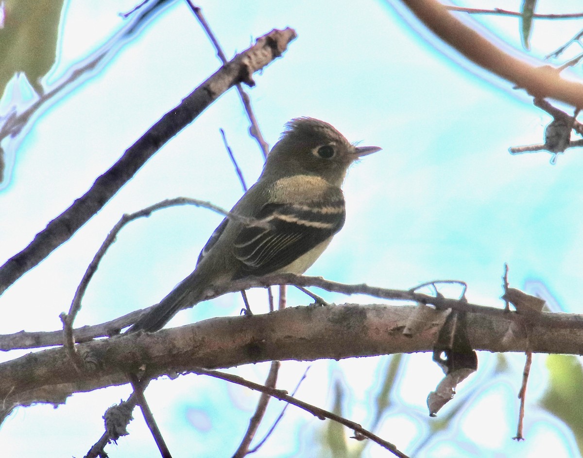 Western Flycatcher (Pacific-slope) - ML119422891