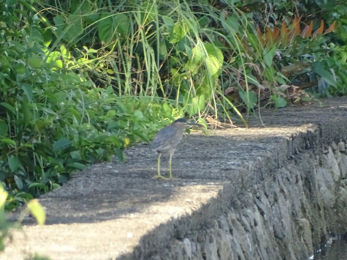 Striated Heron - ML119424361