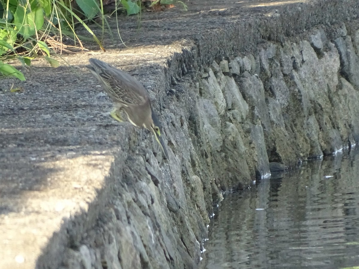 Striated Heron - ML119424391