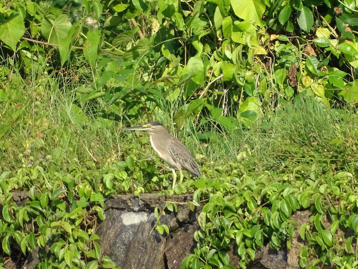 Striated Heron - ML119424451