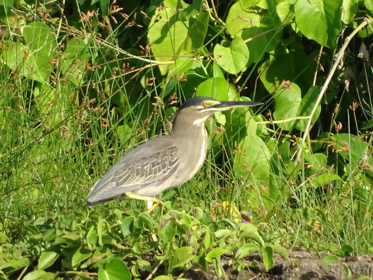 Striated Heron - ML119424501