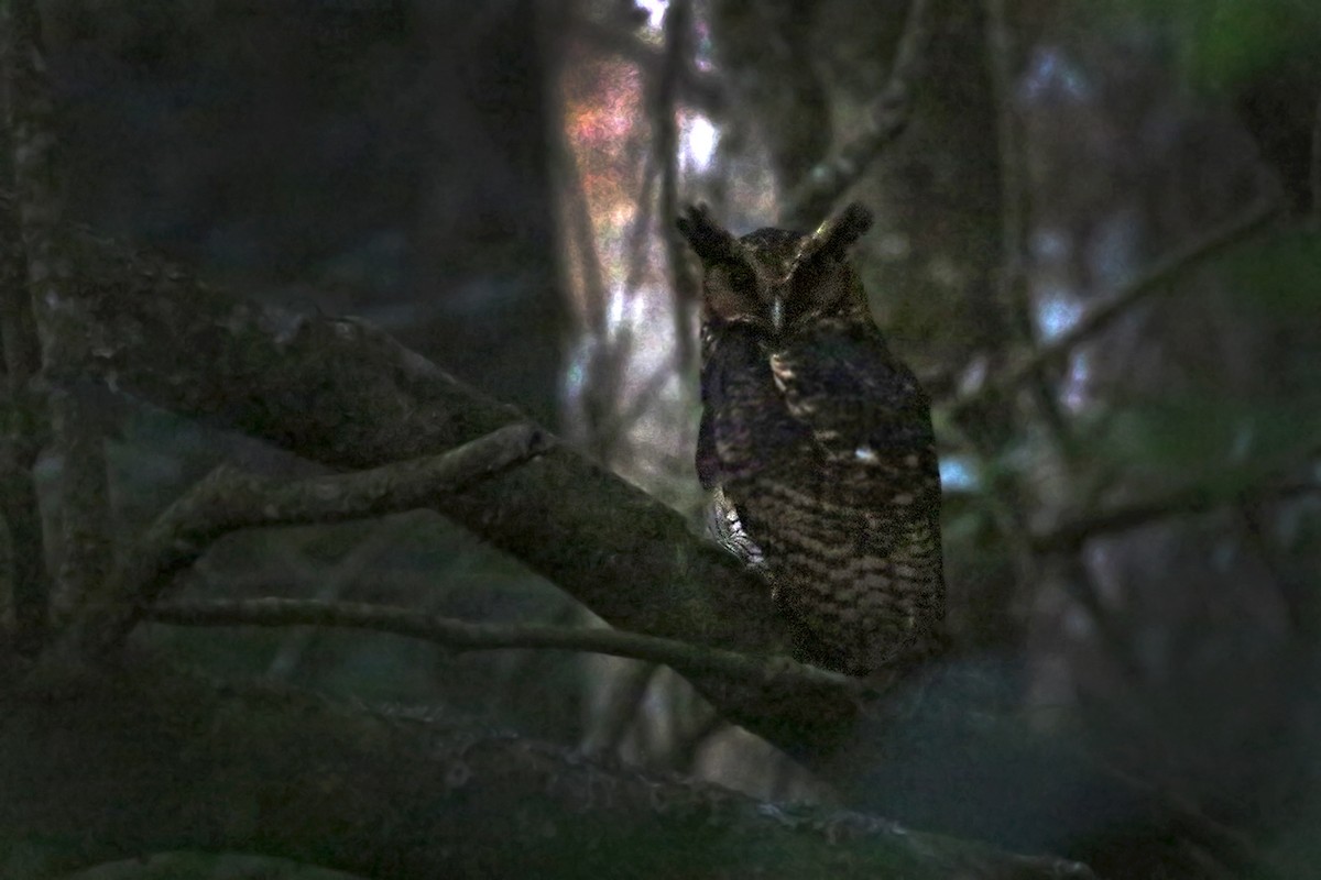 Fraser's Eagle-Owl (Usambara) - ML119425351