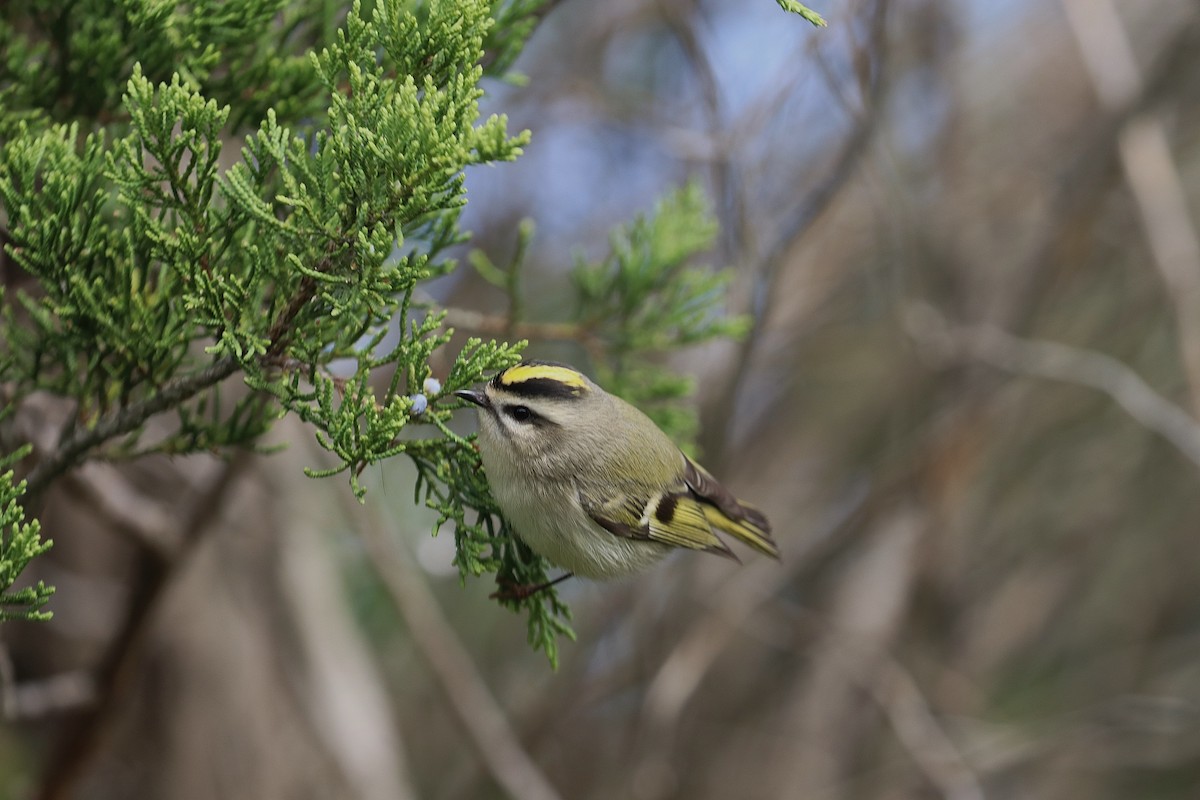 Golden-crowned Kinglet - ML119426031