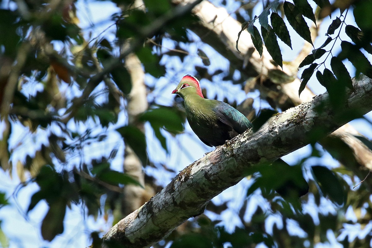 Fischer's Turaco - Charley Hesse TROPICAL BIRDING