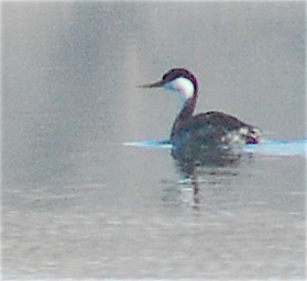 Western Grebe - ML119426461