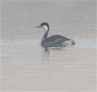Western Grebe - ML119426481