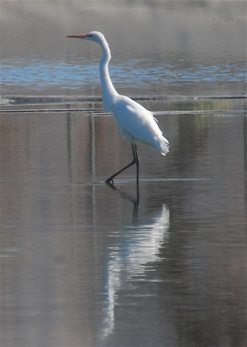 Great Egret - ML119426861