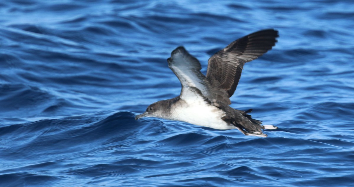 Puffin à pieds roses - ML119427431