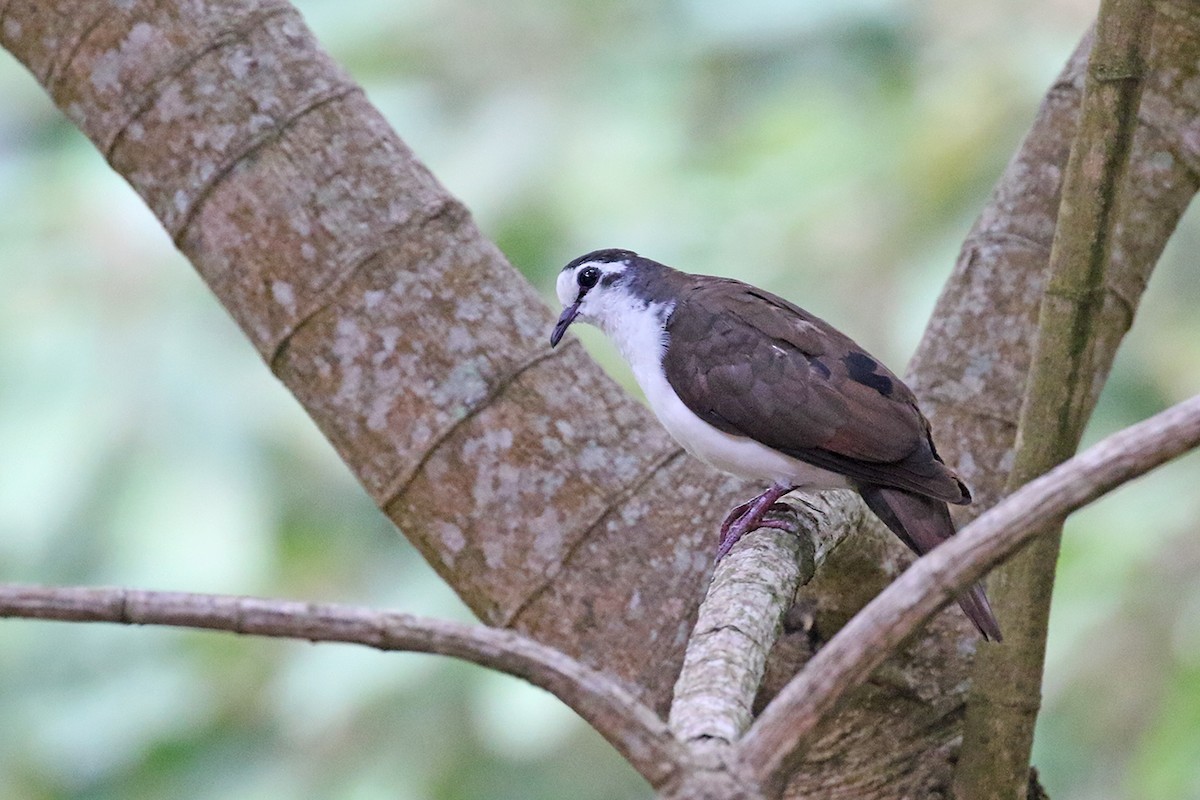 Tambourine Dove - ML119429481