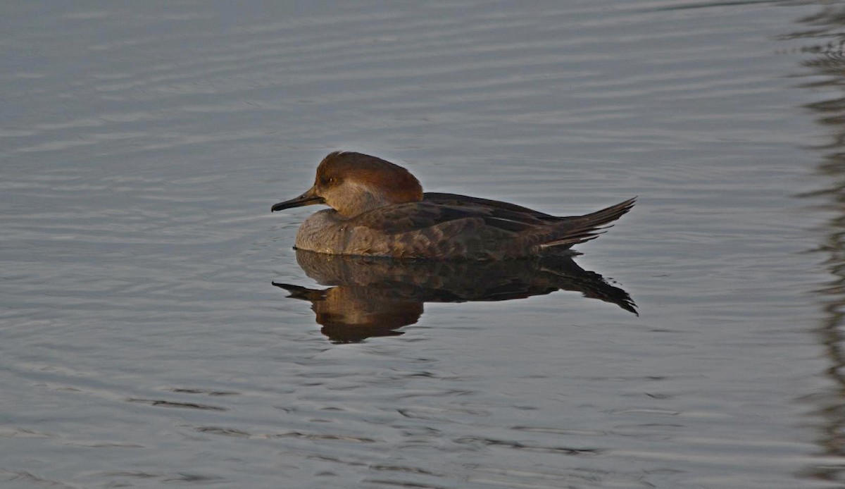 Hooded Merganser - ML119431161