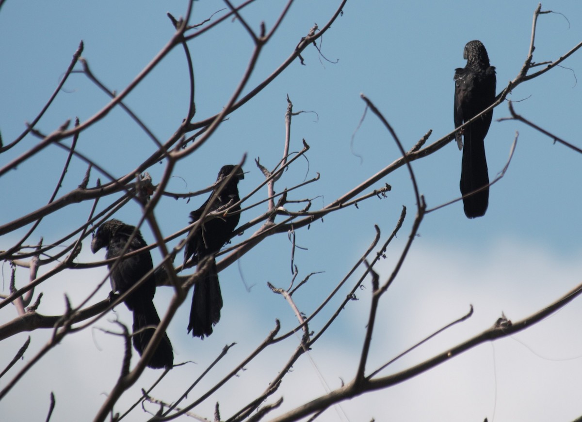 Smooth-billed Ani - Jeffrey McCrary