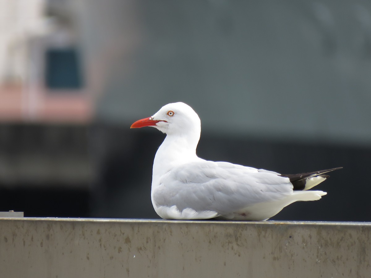 Silver Gull (Silver) - ML119435291