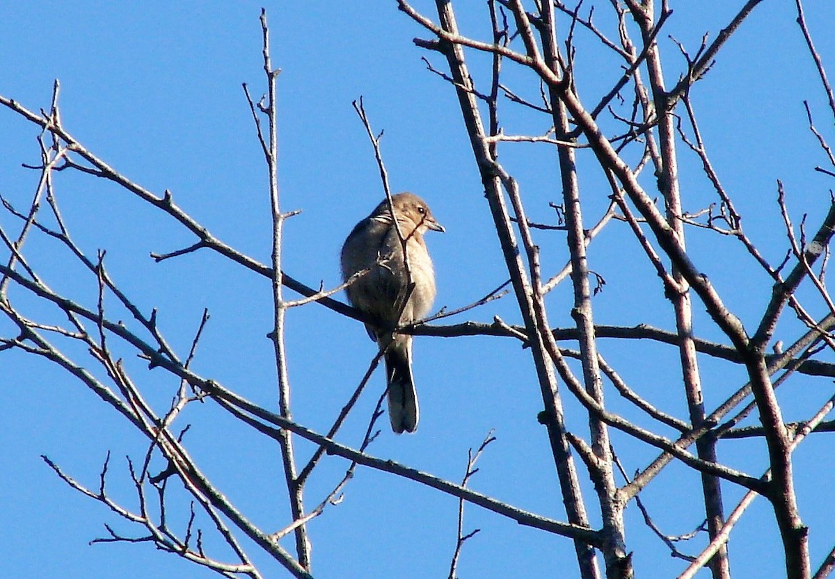 Alcaudón Boreal - ML119437931