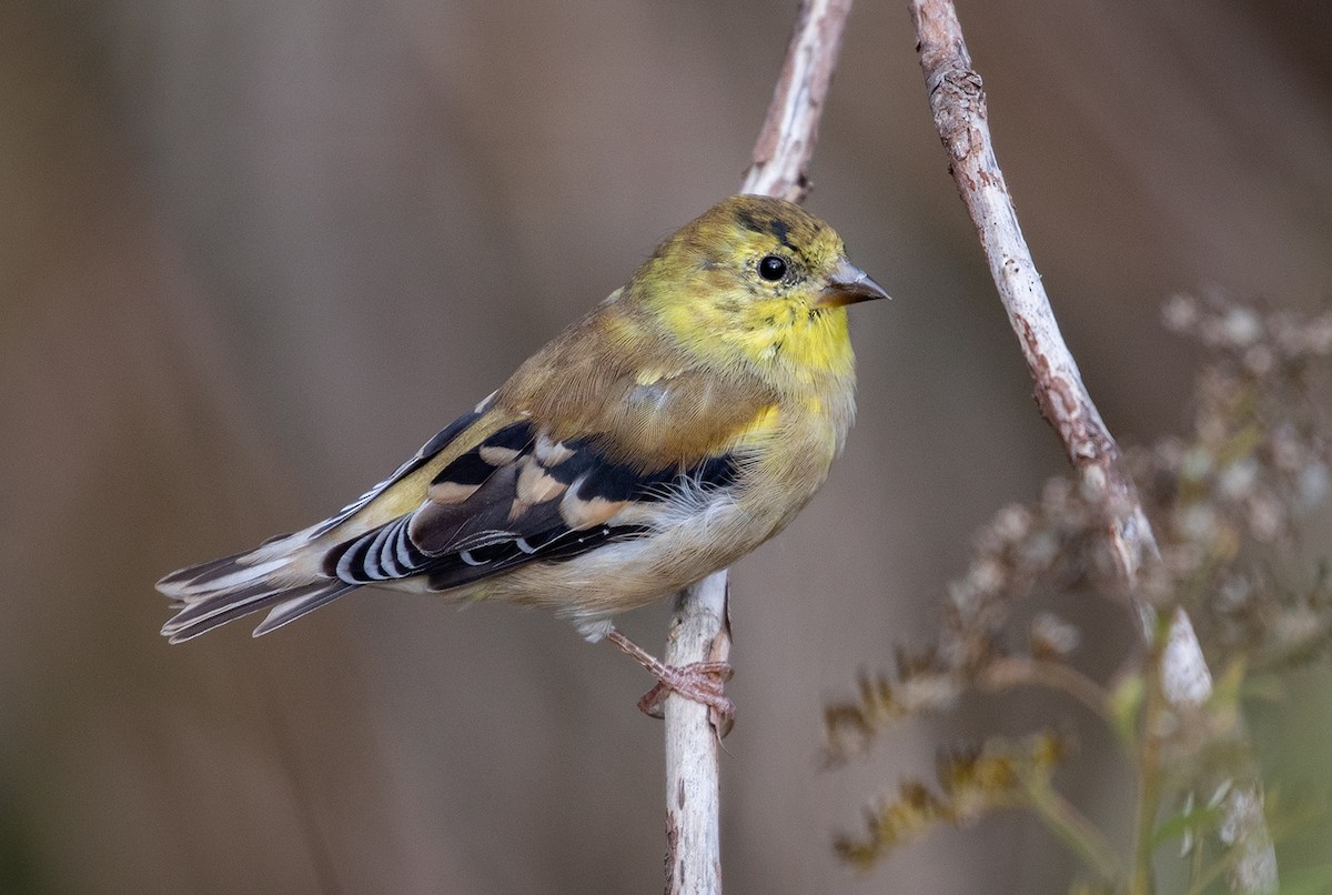 American Goldfinch - ML119437991