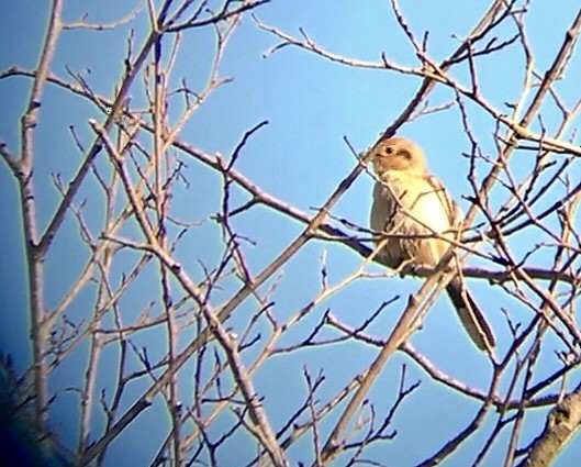 Alcaudón Boreal - ML119438011