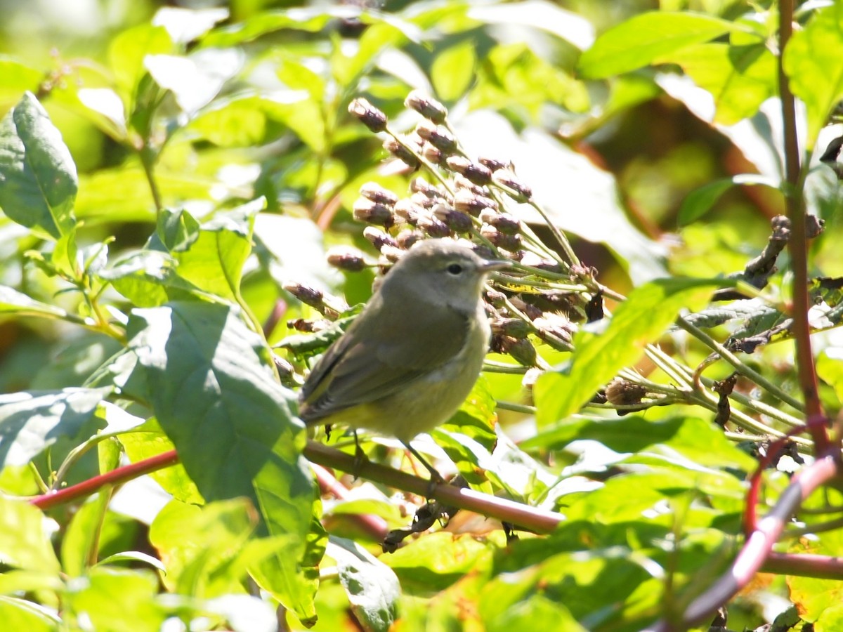 Orange-crowned Warbler - Eric Kubilus