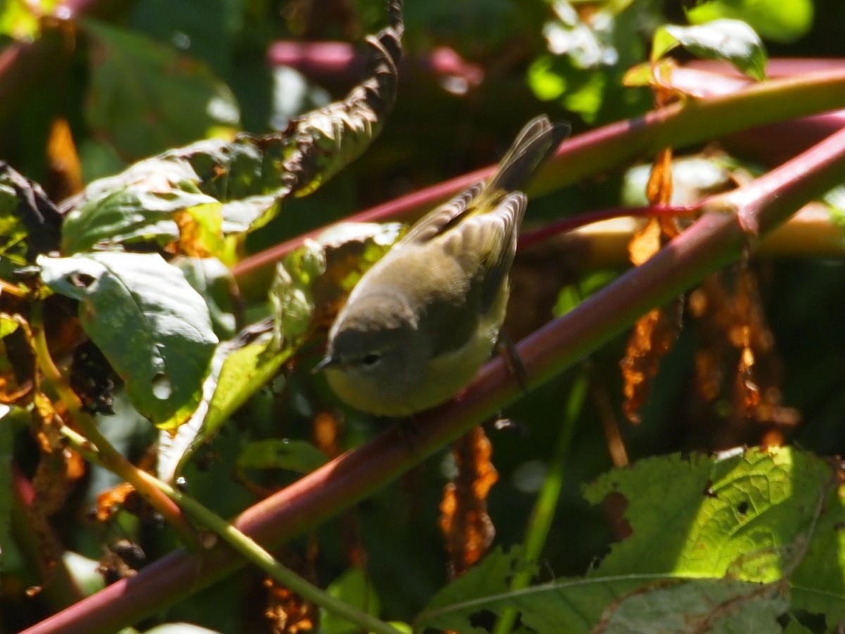 Orange-crowned Warbler - ML119439401