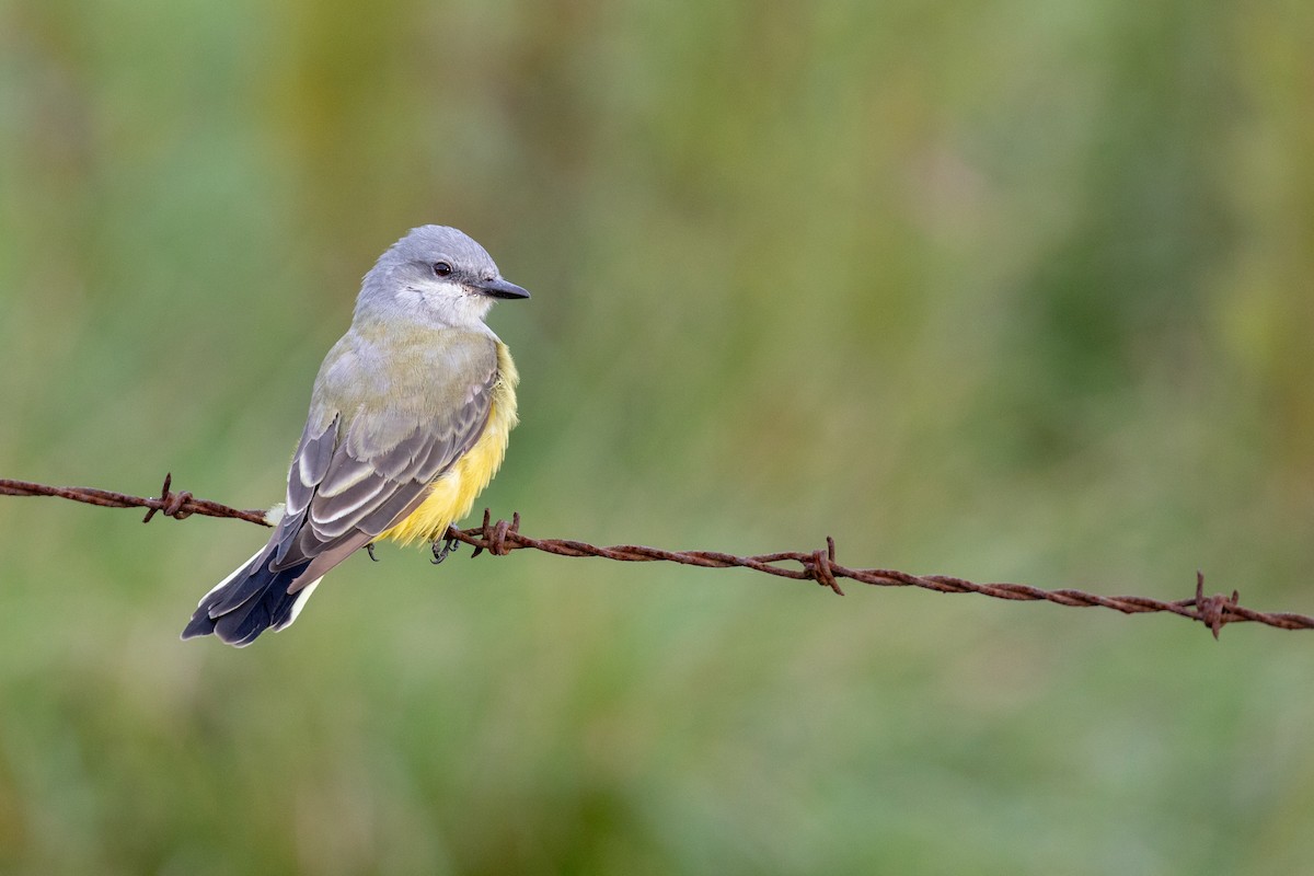 Western Kingbird - Tony Dvorak