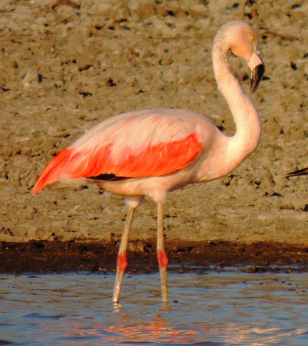 Chilean Flamingo - ML119439791