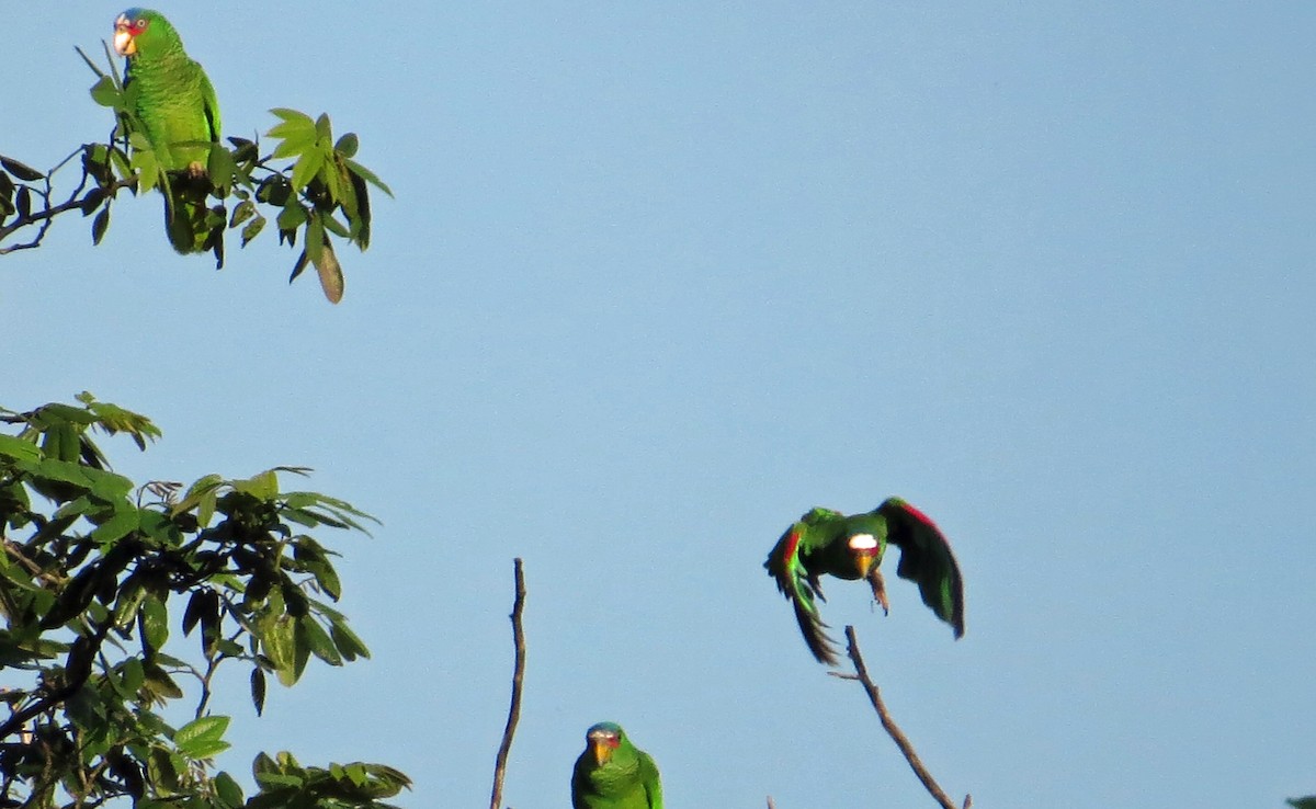 White-fronted Parrot - Nic Korte