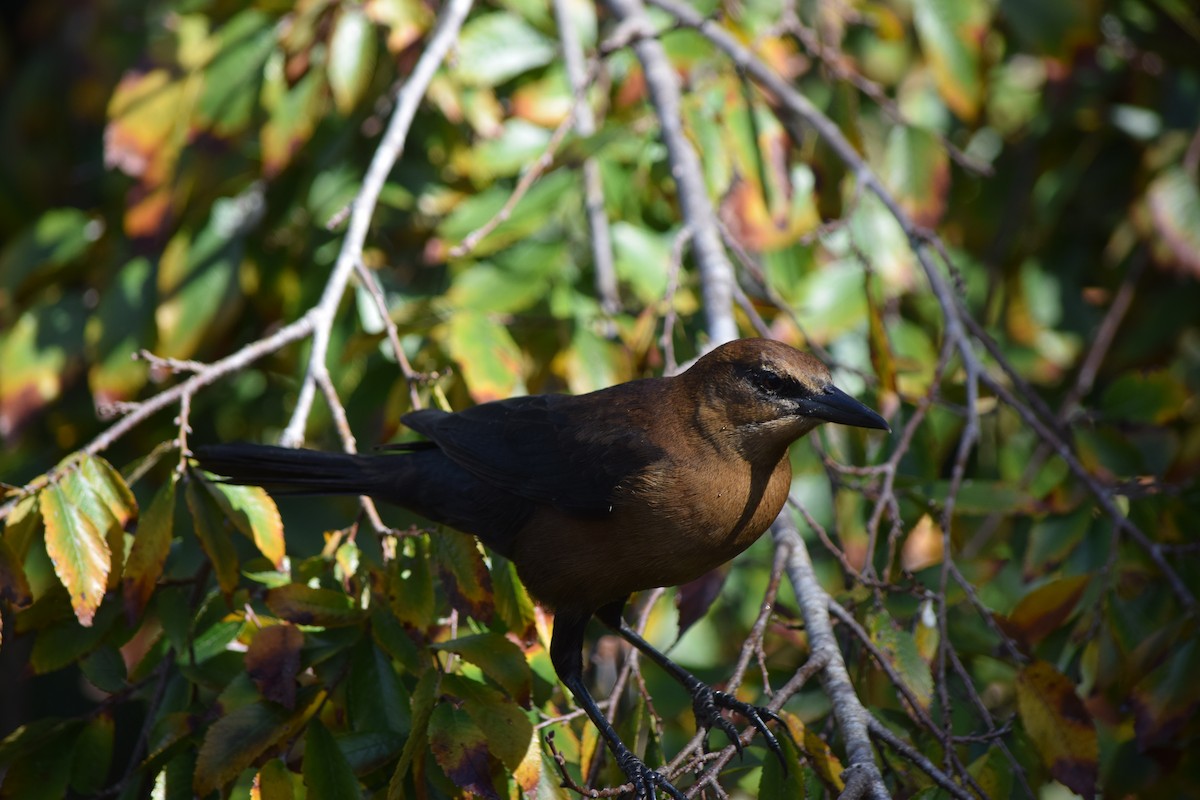 Boat-tailed Grackle - ML119441001