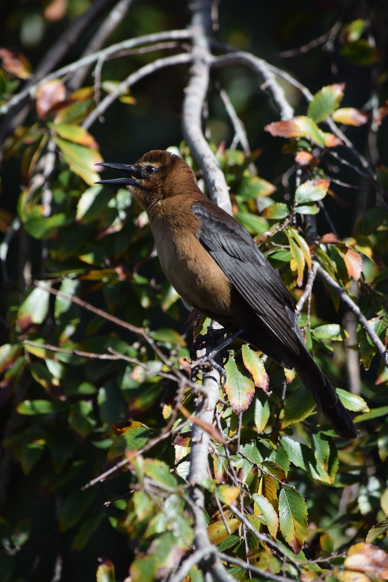 Boat-tailed Grackle - ML119441041