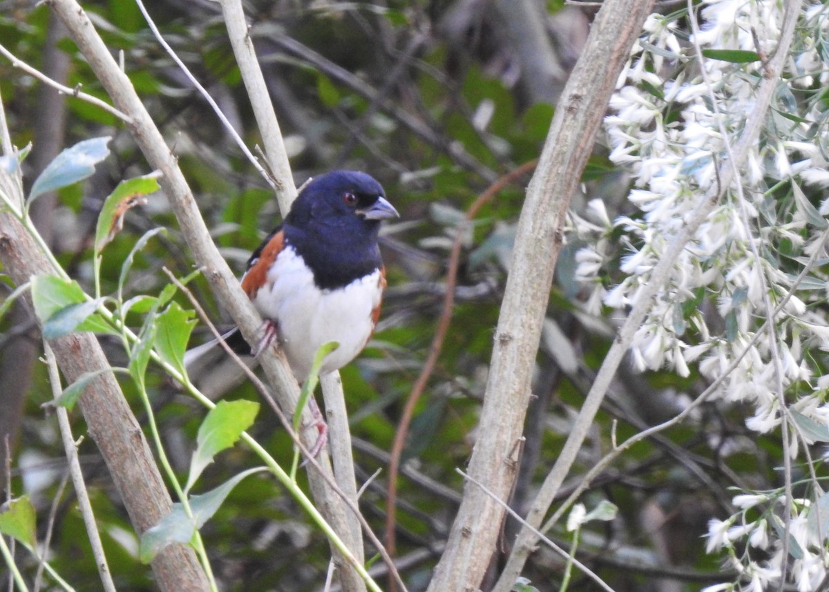 Eastern Towhee - ML119441391