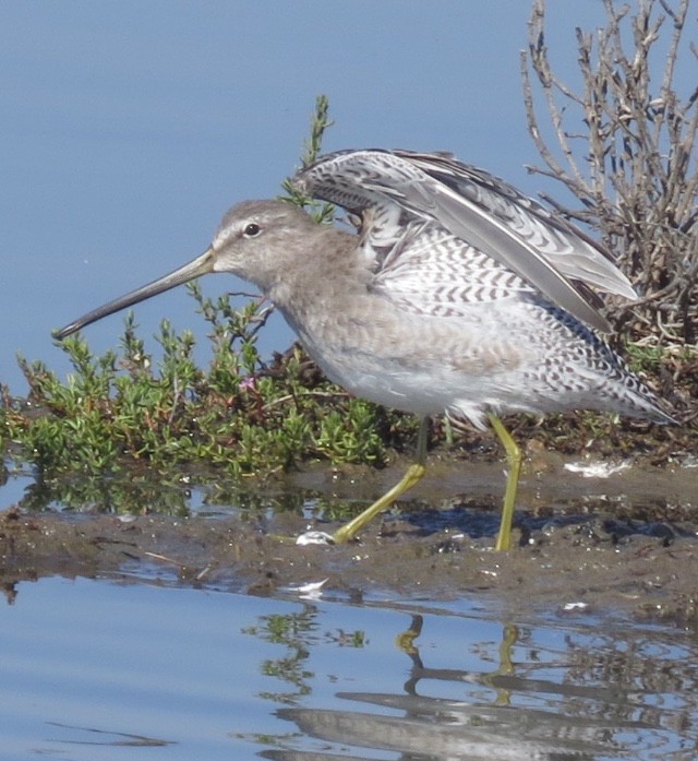 Long-billed Dowitcher - Kitty ONeil