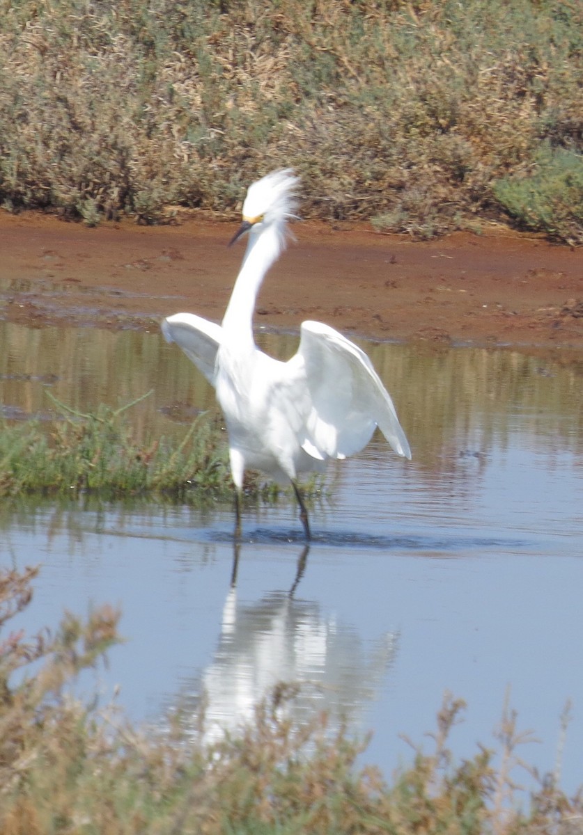 Snowy Egret - ML119441521