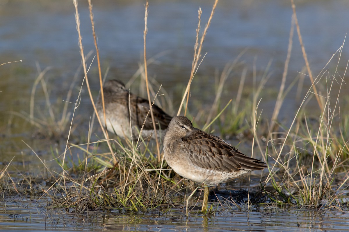 Long-billed Dowitcher - ML119441871