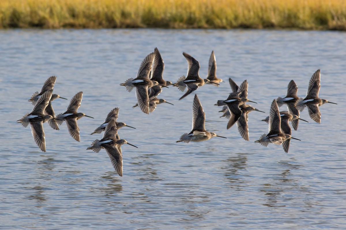 Long-billed Dowitcher - ML119442371