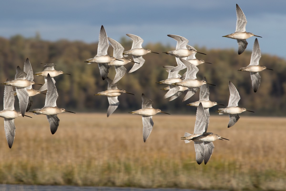 Long-billed Dowitcher - ML119442501