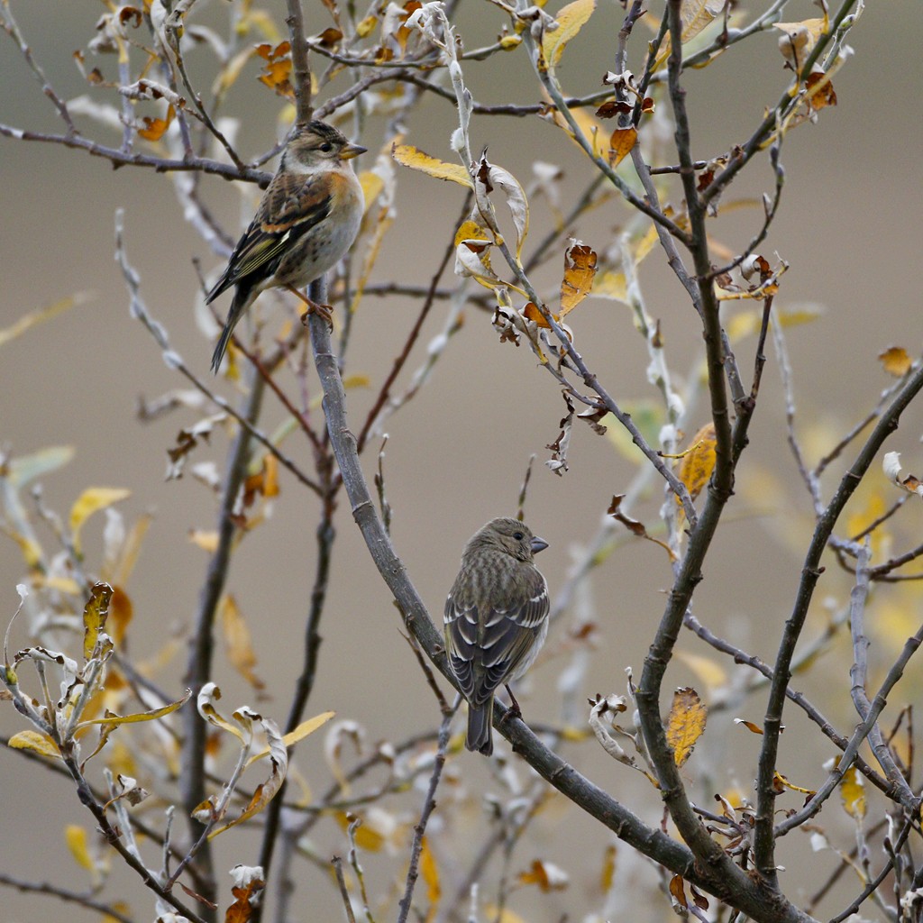 Common Rosefinch - ML119442871