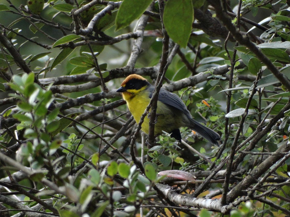 Yellow-breasted Brushfinch - ML119446671