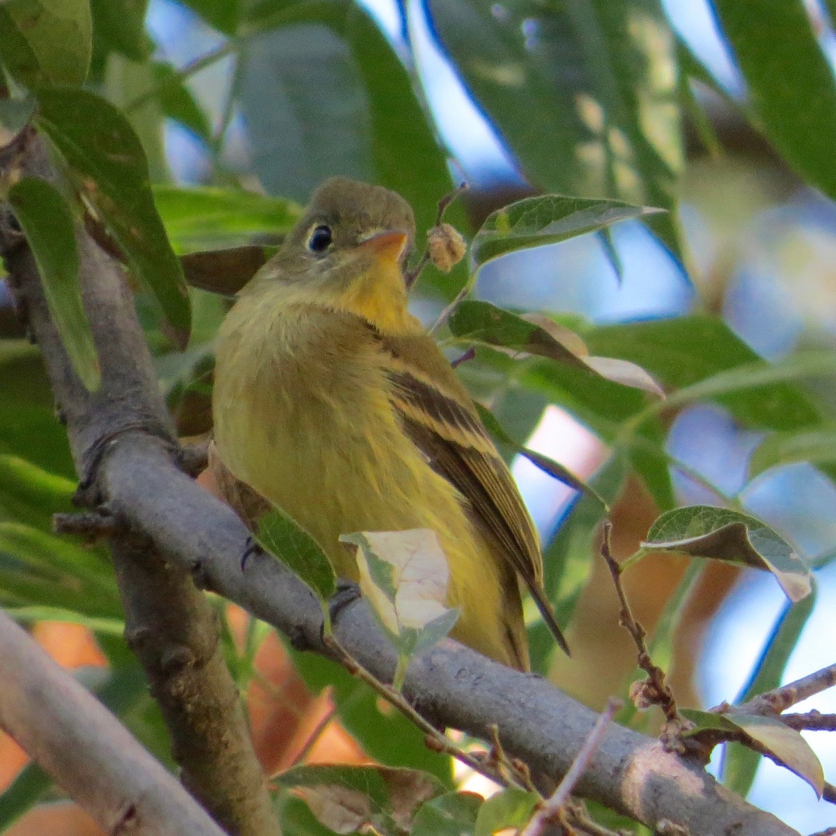 Western Flycatcher (Pacific-slope) - Bill Lisowsky