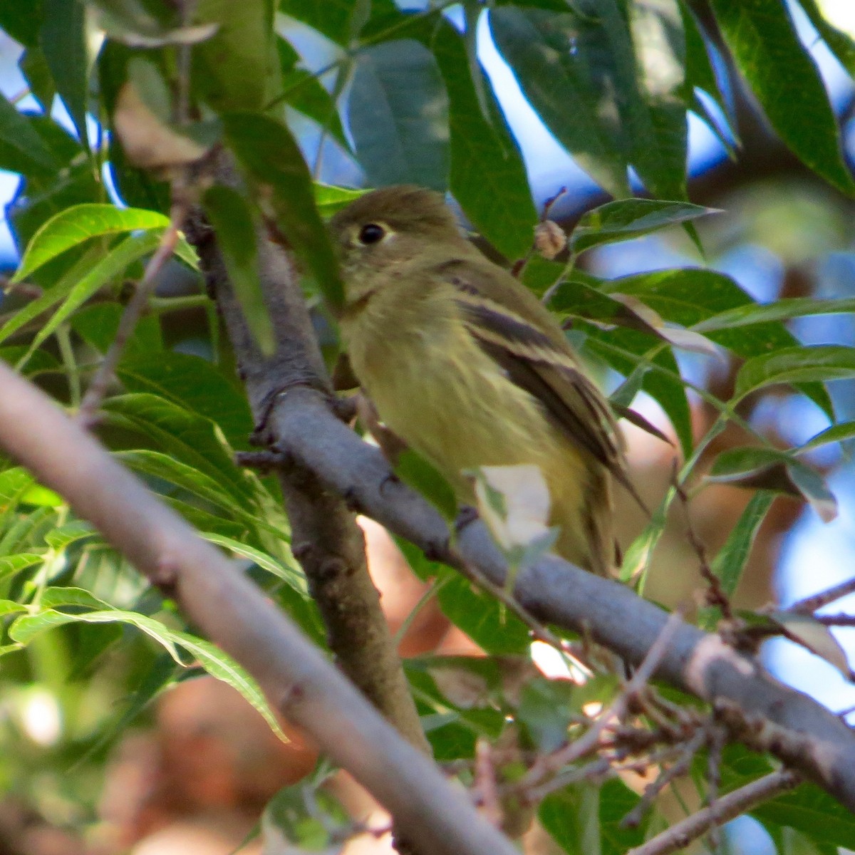 Western Flycatcher (Pacific-slope) - ML119447561