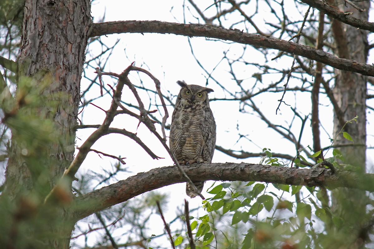 Great Horned Owl - ML119447611