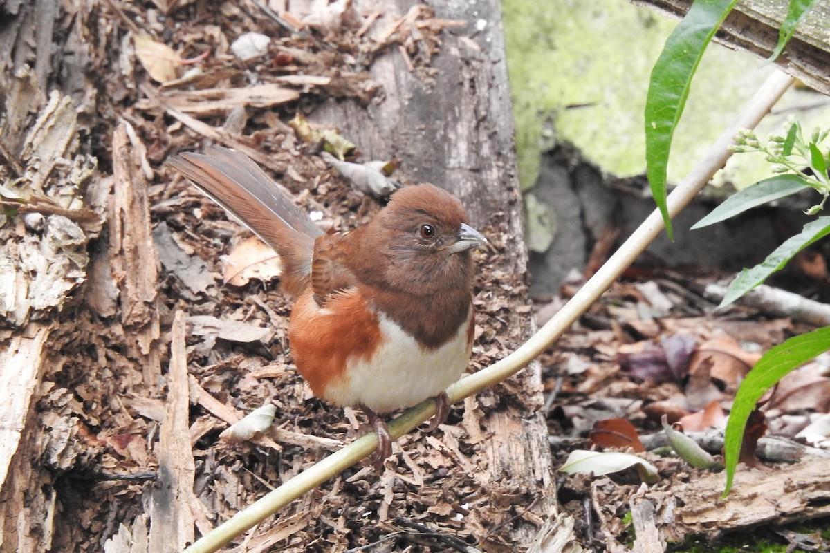 Eastern Towhee - ML119447941