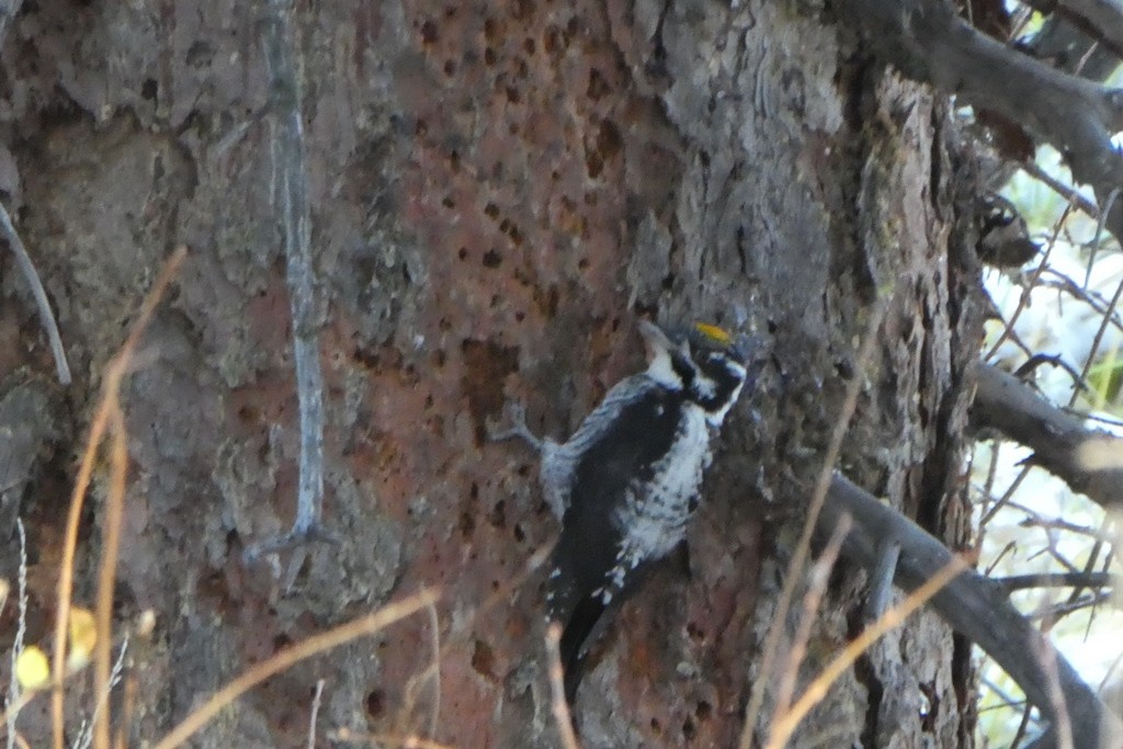 American Three-toed Woodpecker - ML119449301