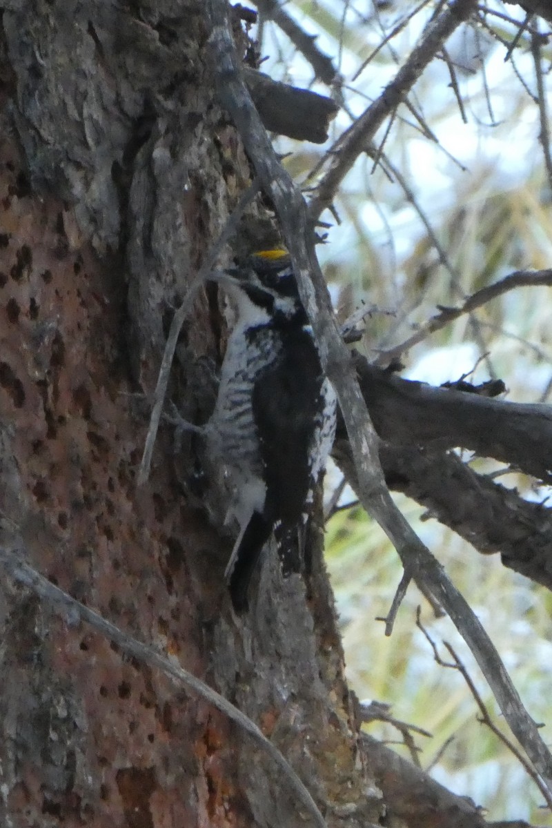 American Three-toed Woodpecker - ML119449351