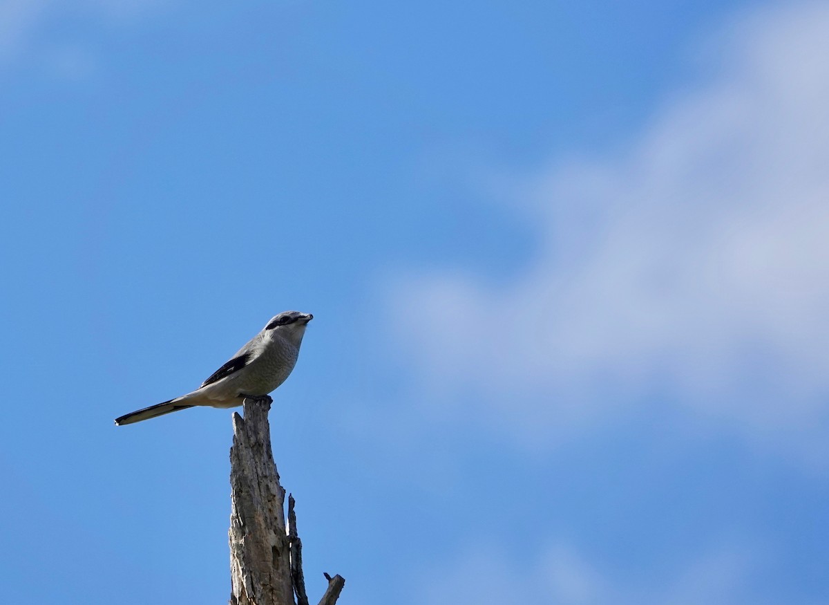 Northern Shrike - Graham Rice