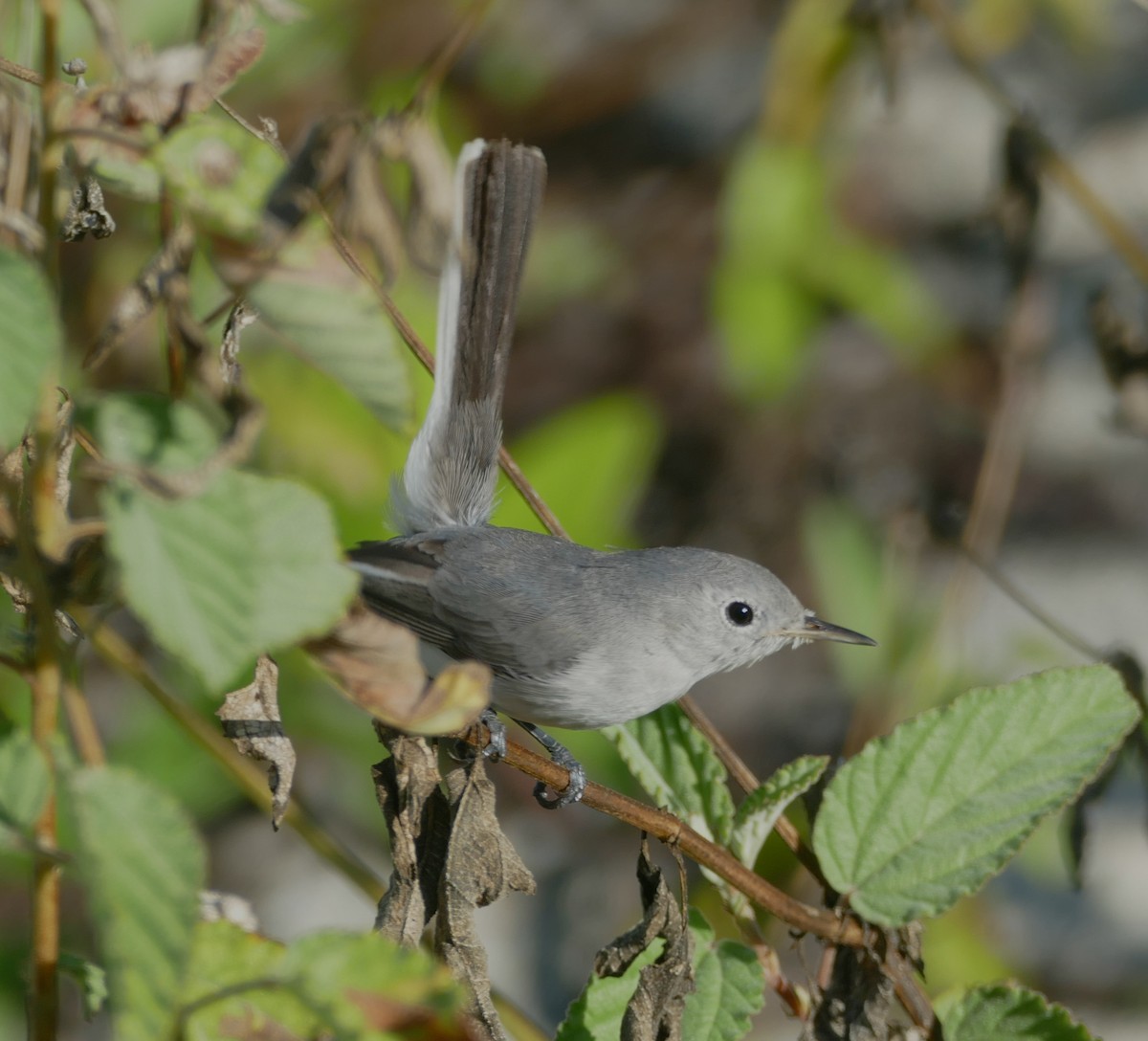 Gobemoucheron gris-bleu - ML119450901