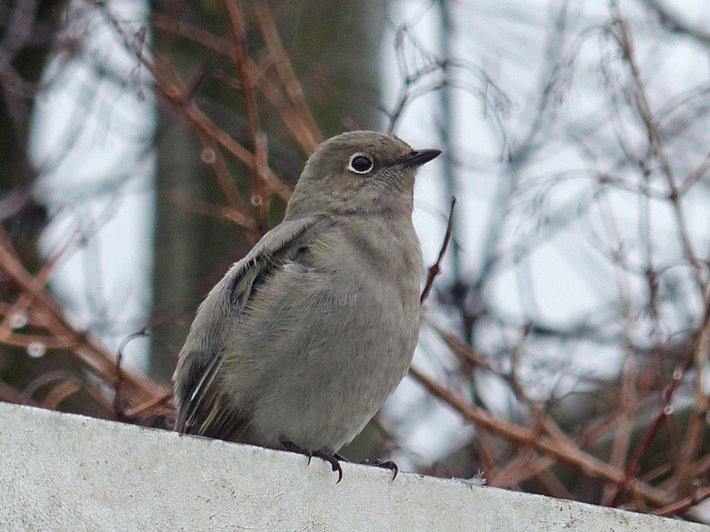 Townsend's Solitaire - ML119451461