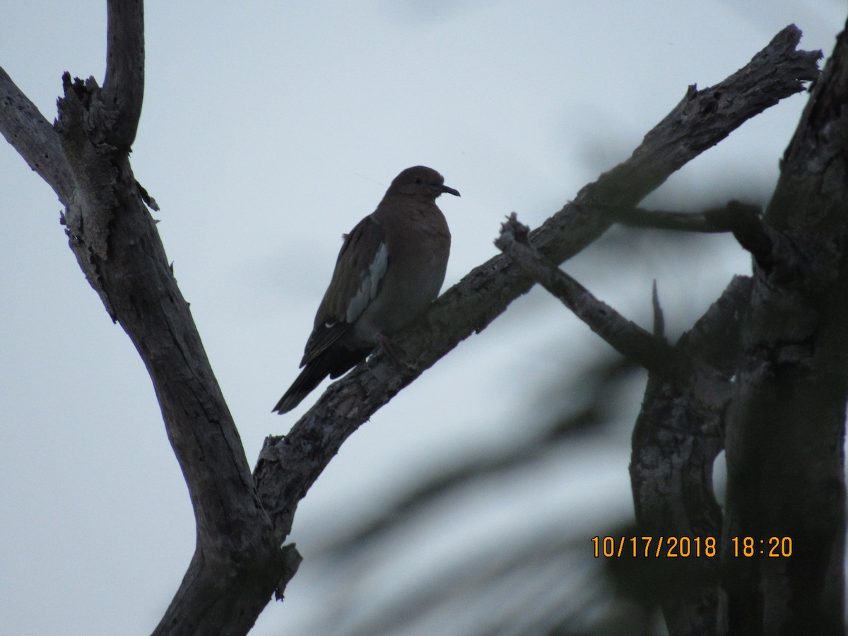 White-winged Dove - ML119453171