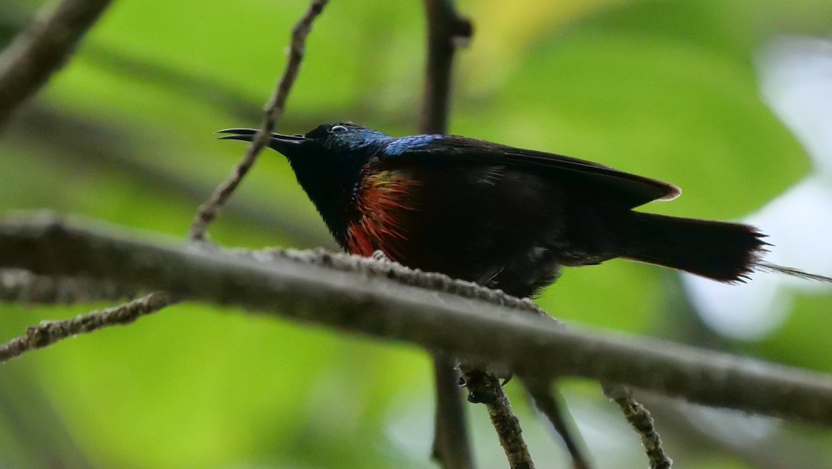 Black-bellied Sunbird - ML119453701