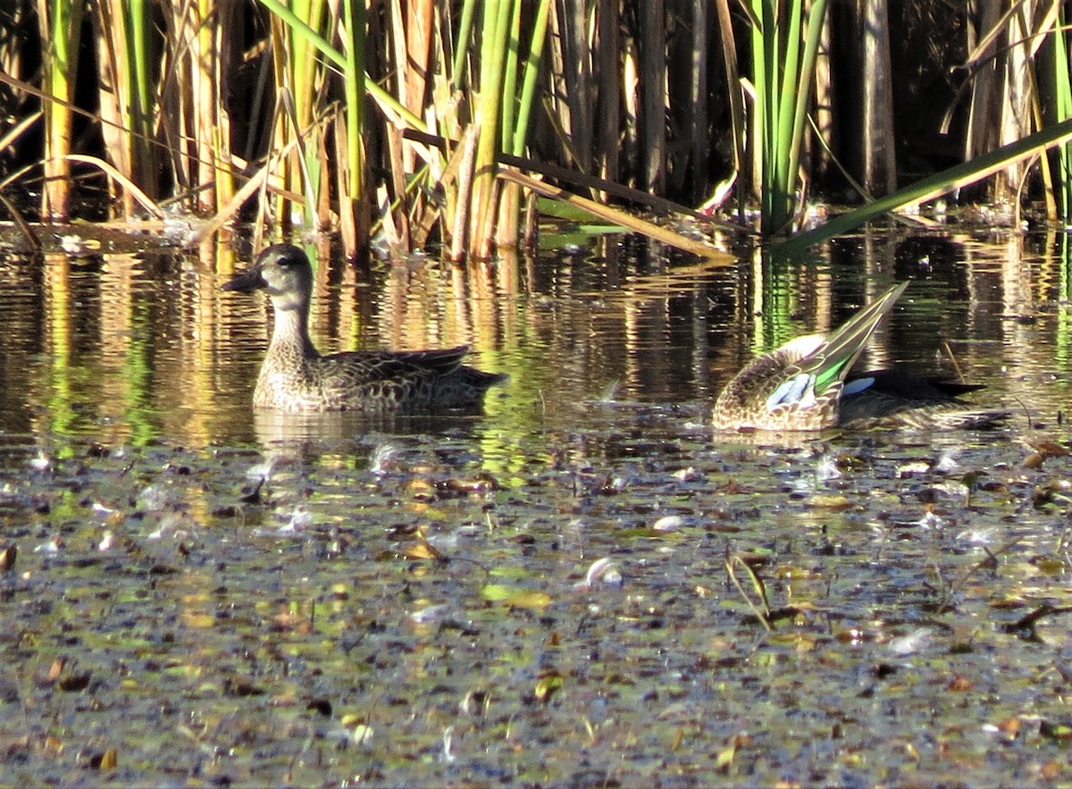 Sarcelle à ailes bleues - ML119455841