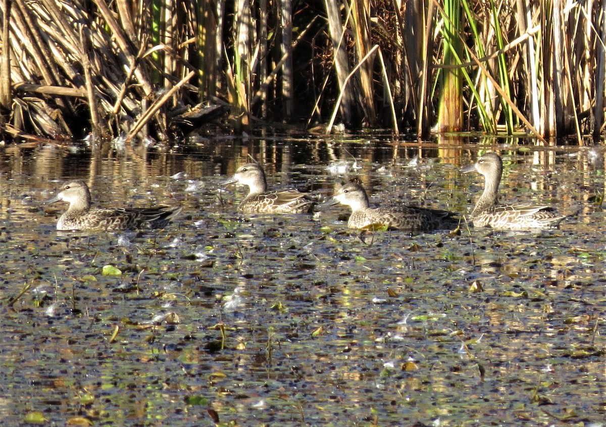 Blue-winged Teal - ML119455941