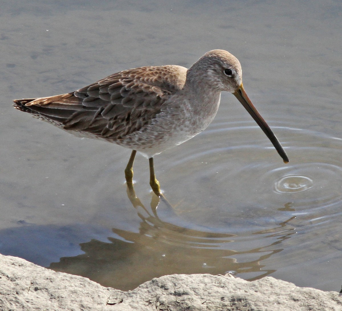 Long-billed Dowitcher - ML119456191
