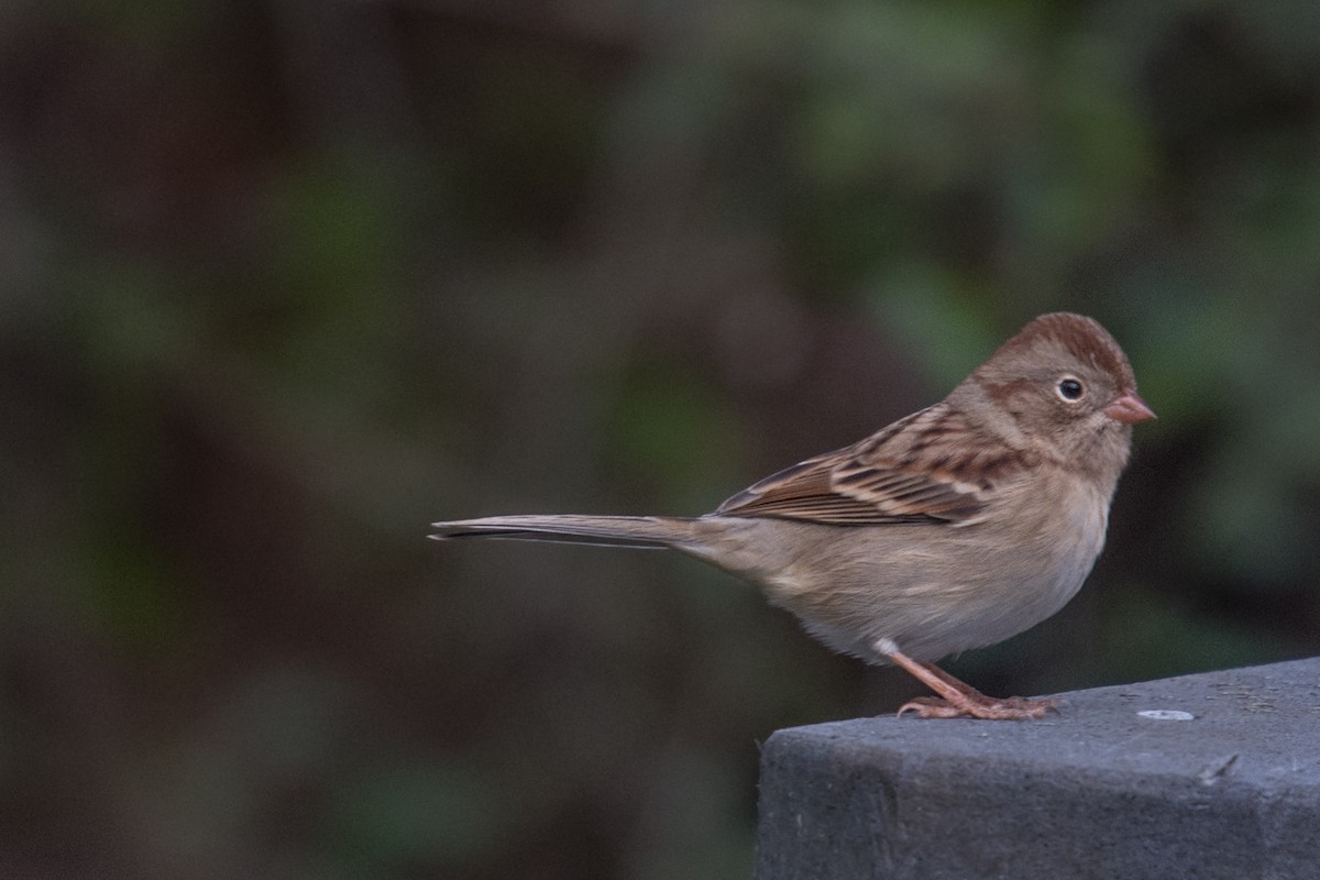 Field Sparrow - sakura paterniti